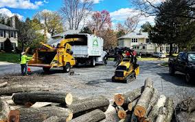 Best Tree Preservation Services  in Shark River Hills, NJ